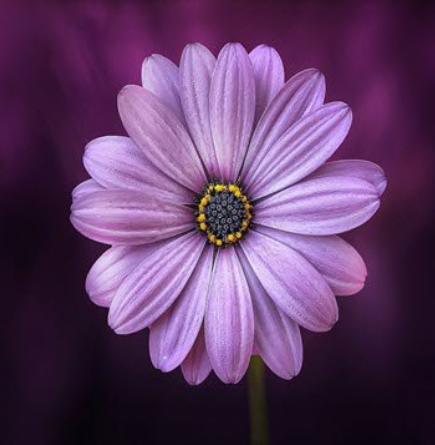 Close-up of a purple daisy flower