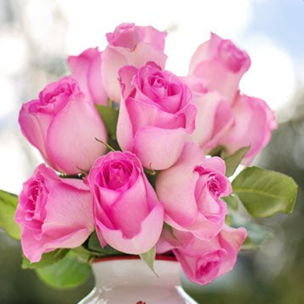 Bouquet of pink roses in white vase