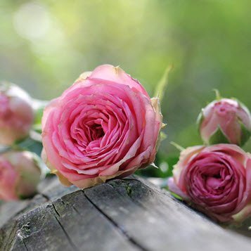 Pink roses on wooden surface outdoors.