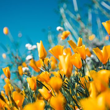 Yellow flowers blooming under a clear blue sky.