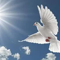 White dove flying against sunny blue sky