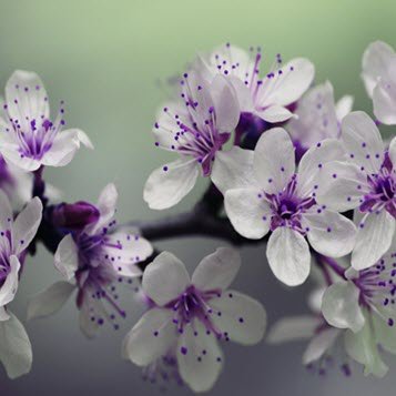 Purple and white flowers on green background