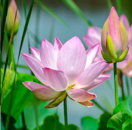 Beautiful pink lotus flower in a garden