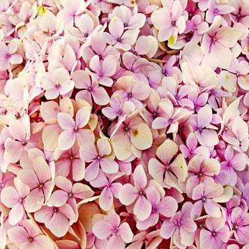 Beautiful pink hydrangea flowers in full bloom