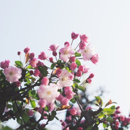 Pink cherry blossoms on a sunny day