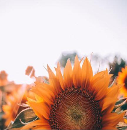 Close-up of sunflower in a field.