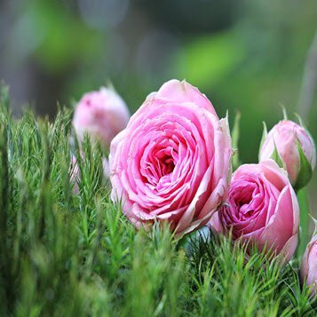 Pink roses blooming among green foliage