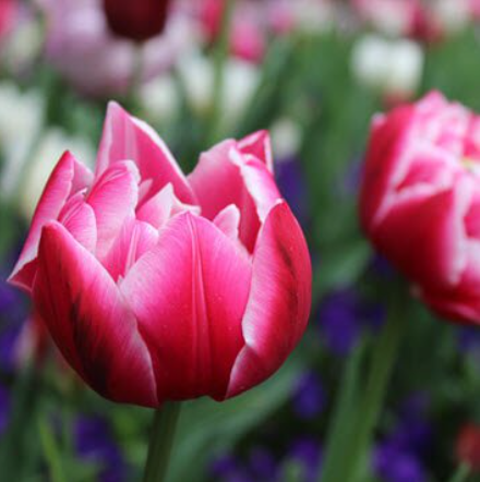 Close-up of blooming pink and white tulips