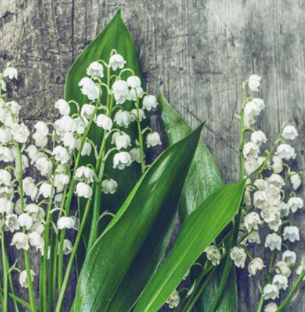 Lily of the valley flowers on wooden background
