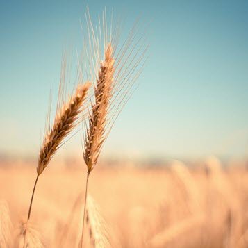 Golden wheat field under blue sky