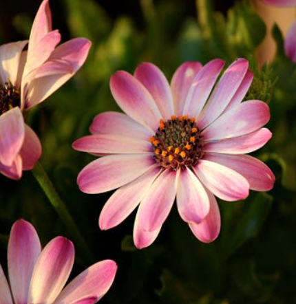 Pink African daisy in sunlight