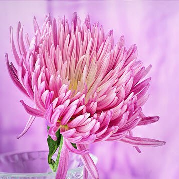 Pink chrysanthemum flower with delicate petals