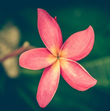 Close-up of vibrant pink flower with green background.