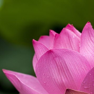 Close-up of pink lotus flower with green leaves.