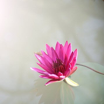 Pink water lily floating on tranquil pond