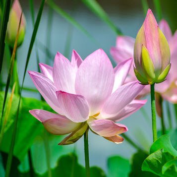 Pink lotus flower blooming in green pond.