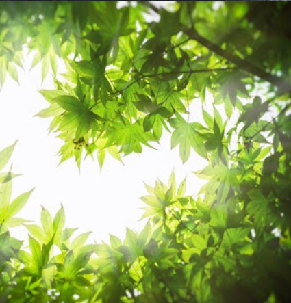 Sunlight filtering through lush green leaves canopy