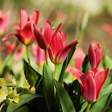 Vibrant red tulips blooming in a garden