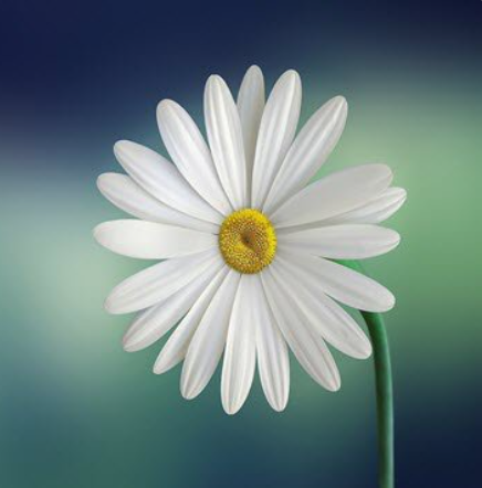 Close-up of a blooming white daisy on stem.