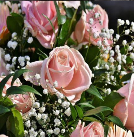 Bouquet of pink roses and white baby's breath