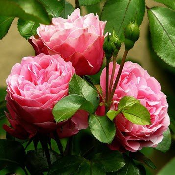 Pink roses blooming with green leaves.
