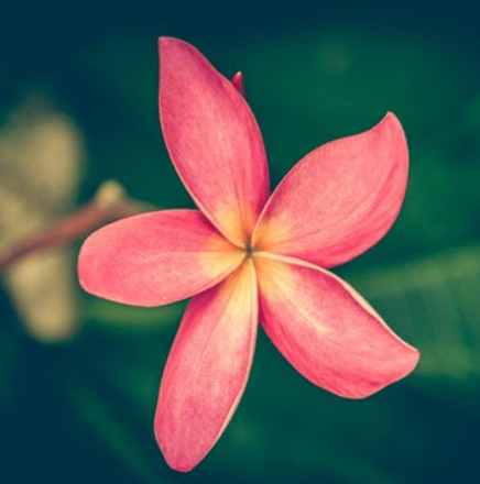 Close-up of vibrant pink frangipani flower