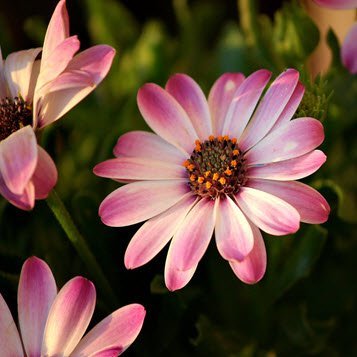 Close-up of pink daisy flower in sunlight