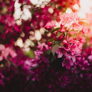 Vibrant pink flowers in spring sunlight.