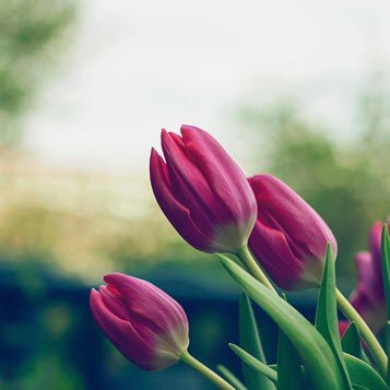 Close-up of three pink tulips in garden