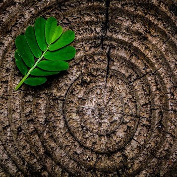Green leaf on tree stump with growth rings.