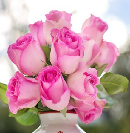 Bouquet of pink roses in white vase