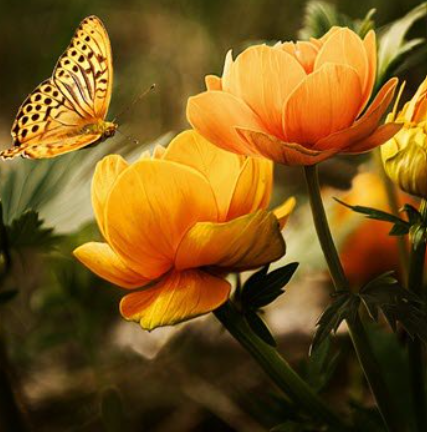 Butterfly hovering over vibrant orange flowers in garden.