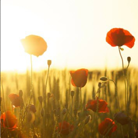 Sunlit poppy field at sunrise