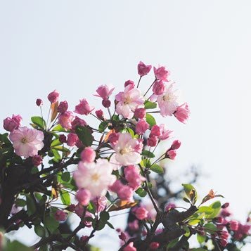 Pink cherry blossoms against clear sky