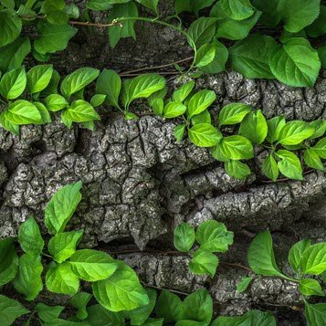 Green leaves growing on tree bark