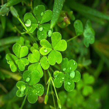 Close-up of wet clovers in lush greenery