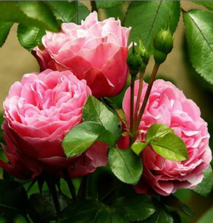 Bunch of pink roses with green leaves