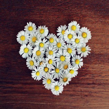 Heart shape formed with white daisies on wood.
