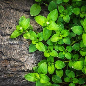 Green plant growing on tree bark background.