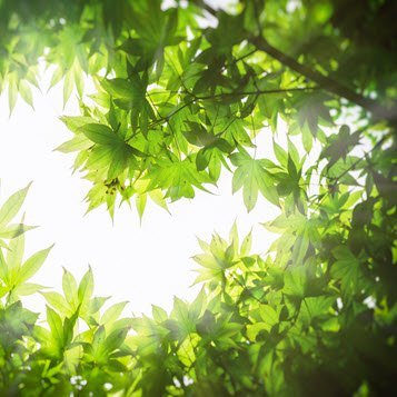Sunlight through green tree leaves