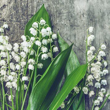 Lily of the valley flowers with green leaves
