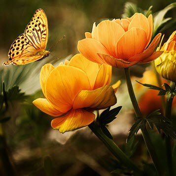 Butterfly near orange flowers in garden scene.