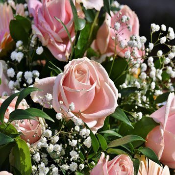 Pink roses and white baby's breath bouquet.
