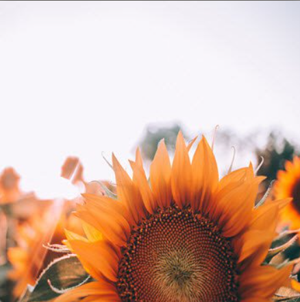Close-up of sunflower under bright sky