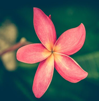 Pink frangipani flower with green background.