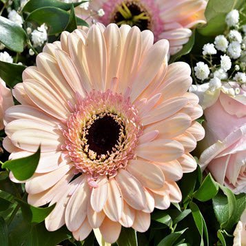 Beautiful peach gerbera daisy amidst greenery and roses