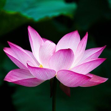 Vibrant pink lotus flower with green background