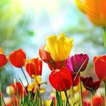 Colorful tulips under bright sunlight in a garden.