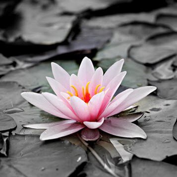 Pink water lily on dark lily pads