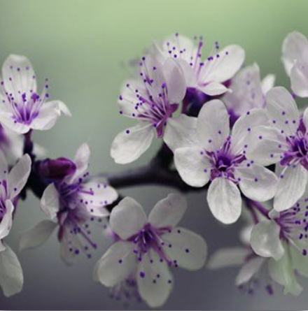 Close-up of blooming purple and white flowers